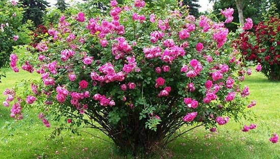 گل محمدی بوته ای تازه با عطر طبیعی و ماندگاری بالا